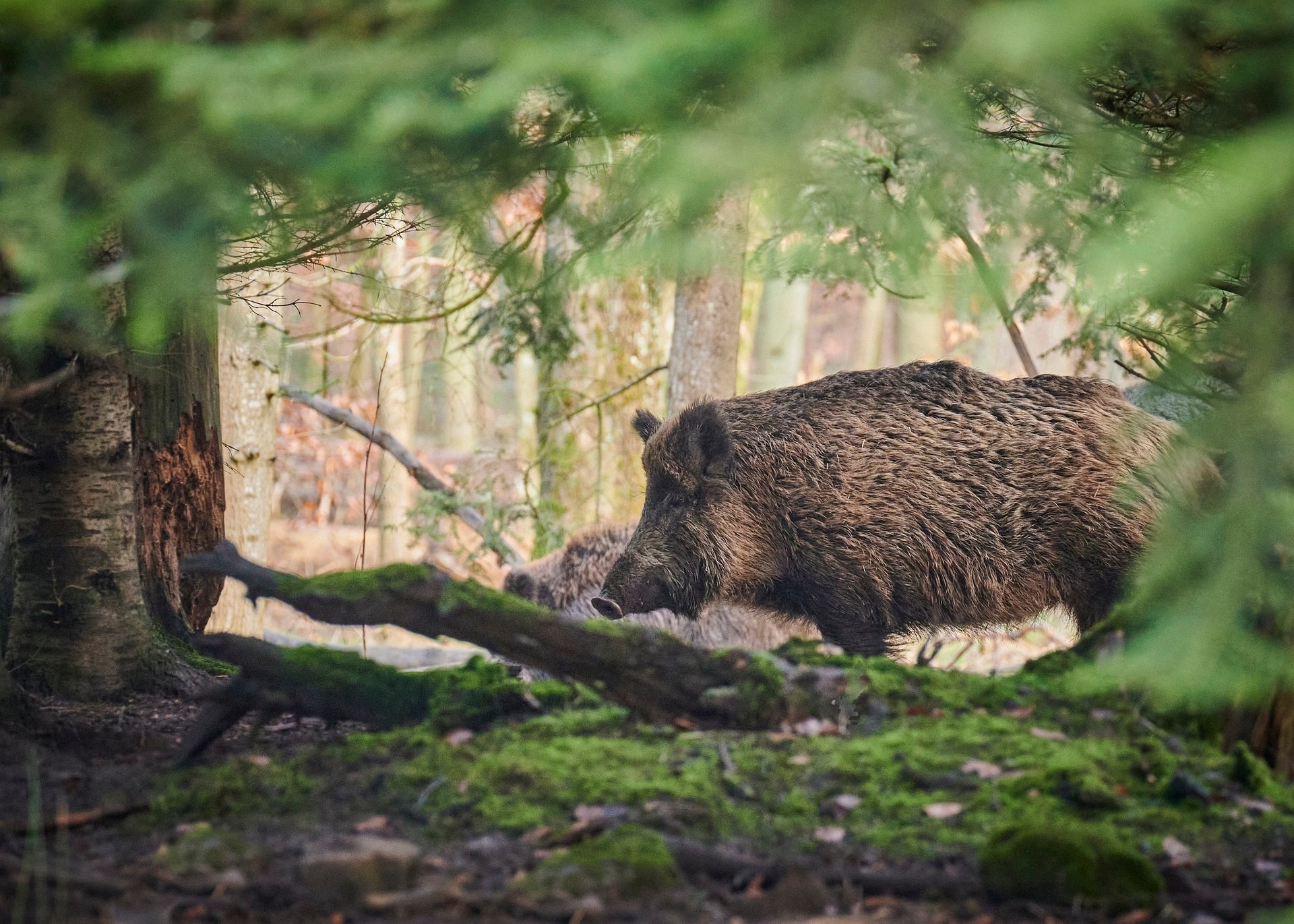 Afrikanische Schweinepest (ASP) | Kreisverwaltung Odenwaldkreis