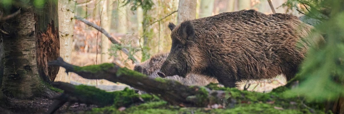 Wildschwein