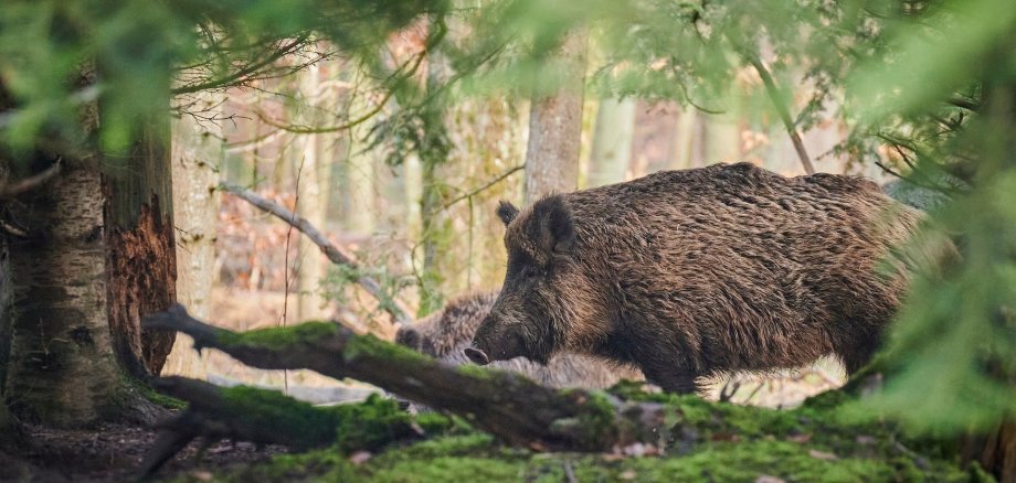 Das Foto zeigt Wildschweine im Wald.